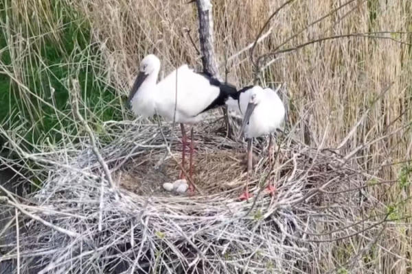 Endangered Oriental Stork Chick Hatches in China’s Dongting Lake, Marking Conservation Milestone video poster