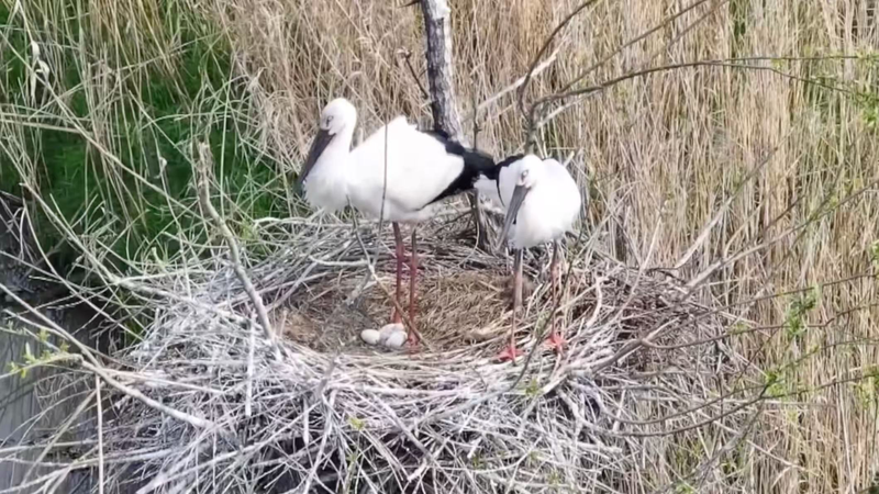 Endangered Oriental Stork Chick Hatches in China’s Dongting Lake, Marking Conservation Milestone video poster