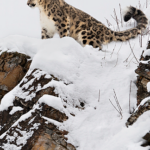 Xinjiang_Emerges_as_Vital_Snow_Leopard_Stronghold_in_2026_Survey video poster