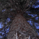 Xinjiang_Pioneers__Insurance___Service__Model_to_Protect_Ancient_Tianshan_Trees_poster - Khabar Asia Xinjiang_Pioneers__Insurance___Service__Model_to_Protect_Ancient_Tianshan_Trees video poster