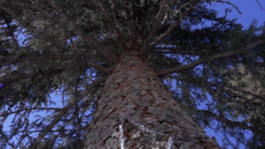 Xinjiang_Pioneers__Insurance___Service__Model_to_Protect_Ancient_Tianshan_Trees video poster