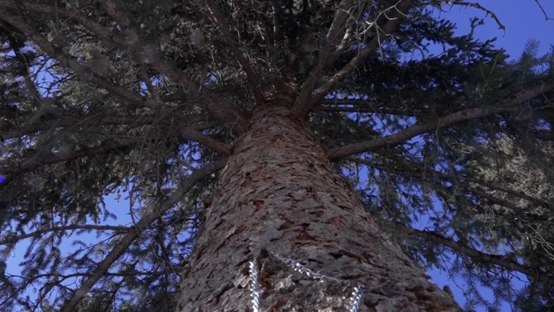 Xinjiang_Pioneers__Insurance___Service__Model_to_Protect_Ancient_Tianshan_Trees video poster