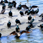 Xinjiang_s_Xiangsi_Lake_Becomes_Spring_Haven_for_Migratory_Birds video poster