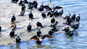 Xinjiang_s_Xiangsi_Lake_Becomes_Spring_Haven_for_Migratory_Birds video poster