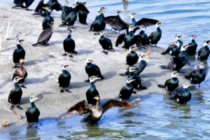 Xinjiang_s_Xiangsi_Lake_Becomes_Spring_Haven_for_Migratory_Birds video poster