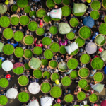 Ya_an_Spring_Tea_Rush__A_Symphony_of_Tradition_and_Trade