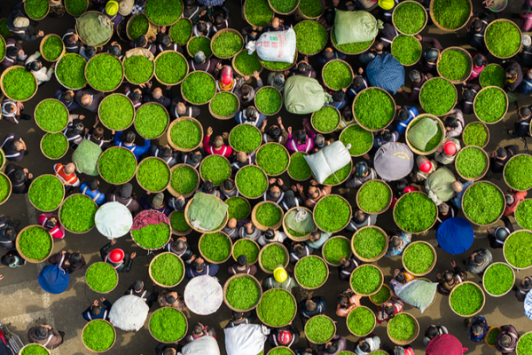 Ya_an_Spring_Tea_Rush__A_Symphony_of_Tradition_and_Trade