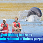 Yangtze_Finless_Porpoises_Rebound_After_Decade_Long_Fishing_Ban video poster