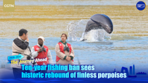 Yangtze_Finless_Porpoises_Rebound_After_Decade_Long_Fishing_Ban video poster