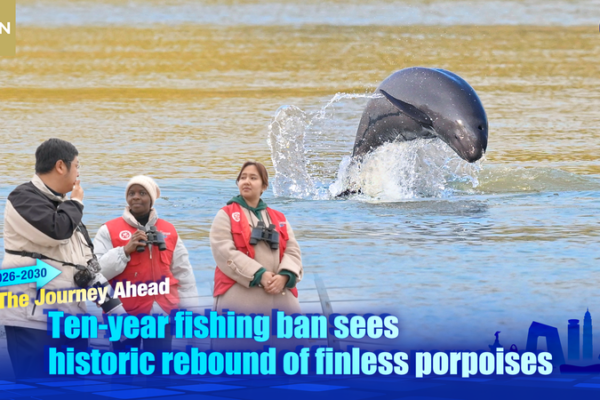 Yangtze_Finless_Porpoises_Rebound_After_Decade_Long_Fishing_Ban video poster