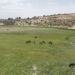 Yellow_River_Ecosystem_Thrives_in_Inner_Mongolia_Amid_Conservation_Efforts video poster