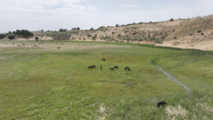 Yellow_River_Ecosystem_Thrives_in_Inner_Mongolia_Amid_Conservation_Efforts video poster