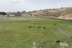 Yellow_River_Ecosystem_Thrives_in_Inner_Mongolia_Amid_Conservation_Efforts video poster
