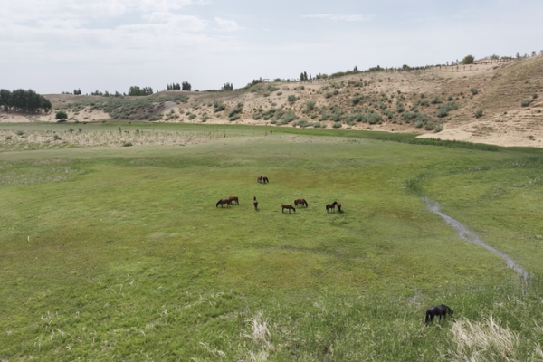 Yellow_River_Ecosystem_Thrives_in_Inner_Mongolia_Amid_Conservation_Efforts video poster