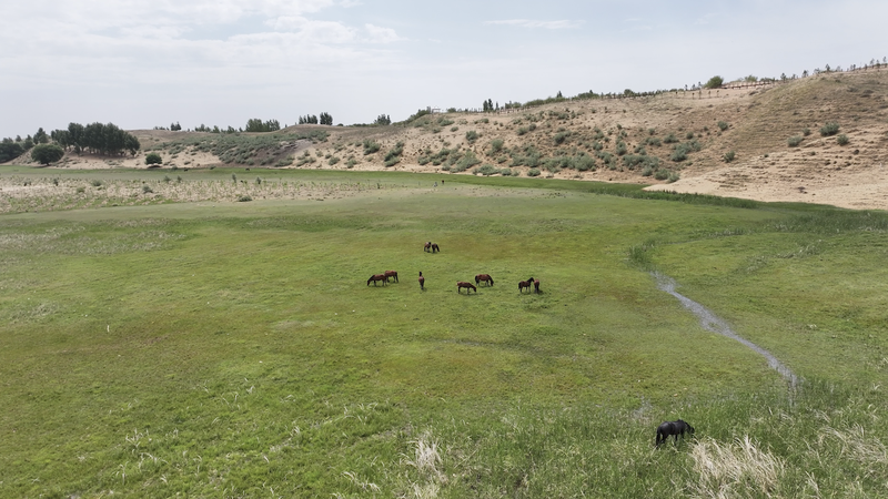 Yellow_River_Ecosystem_Thrives_in_Inner_Mongolia_Amid_Conservation_Efforts video poster