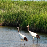Yellow_River_Estuary_Emerges_as_Premier_Bird_Sanctuary_Following_UNESCO_Recognition_poster - Khabar Asia Yellow_River_Estuary_Emerges_as_Premier_Bird_Sanctuary_Following_UNESCO_Recognition video poster