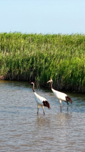 Yellow_River_Estuary_Emerges_as_Premier_Bird_Sanctuary_Following_UNESCO_Recognition video poster