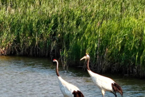Yellow_River_Estuary_Emerges_as_Premier_Bird_Sanctuary_Following_UNESCO_Recognition video poster