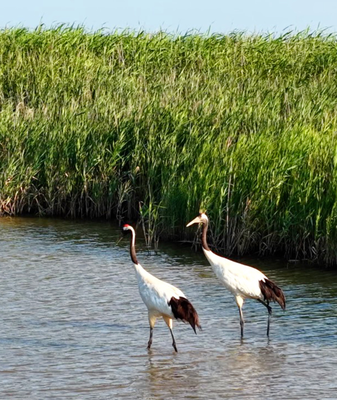 Yellow_River_Estuary_Emerges_as_Premier_Bird_Sanctuary_Following_UNESCO_Recognition video poster