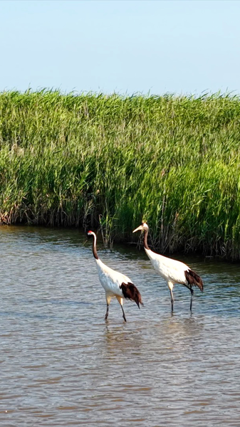 Yellow_River_Estuary_Emerges_as_Premier_Bird_Sanctuary_Following_UNESCO_Recognition video poster