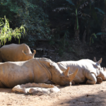 Yunnan_Wildlife_Park_Welcomes_African_Rhinos_in_Biodiversity_Push