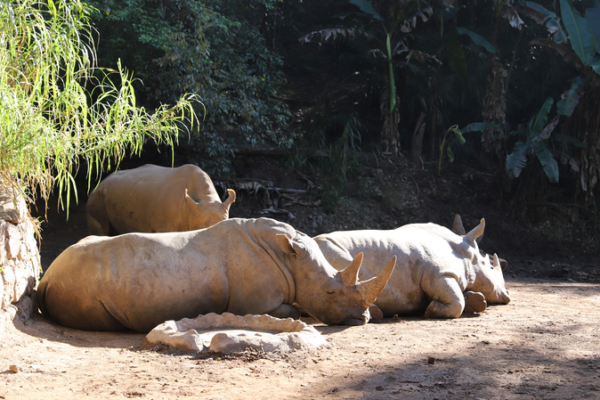 Yunnan_Wildlife_Park_Welcomes_African_Rhinos_in_Biodiversity_Push