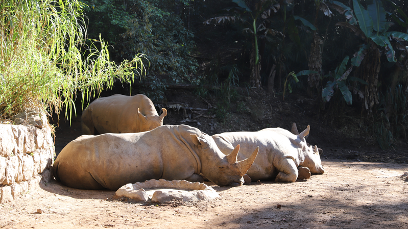 Yunnan_Wildlife_Park_Welcomes_African_Rhinos_in_Biodiversity_Push