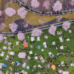 Zhongxi_Cherry_Blossom_Season_Draws_Global_Visitors_to_Zhejiang