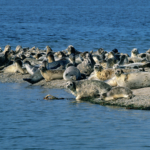 191_Endangered_Caspian_Seals_Found_Dead_in_Kazakhstan__Cause_Under_Investigation