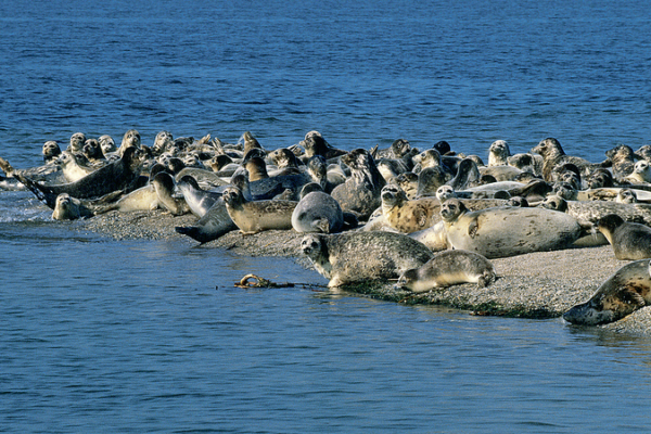 191_Endangered_Caspian_Seals_Found_Dead_in_Kazakhstan__Cause_Under_Investigation