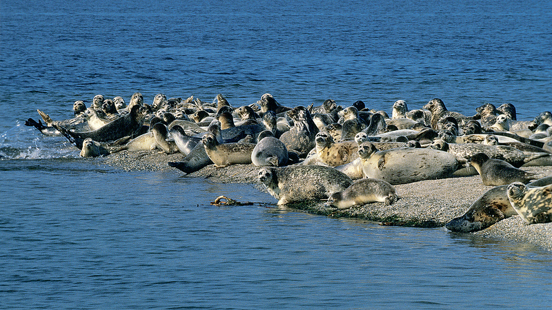 191_Endangered_Caspian_Seals_Found_Dead_in_Kazakhstan__Cause_Under_Investigation