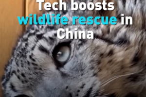AI_and_Drones_Revolutionize_Wildlife_Rescue_Efforts_Across_China video poster