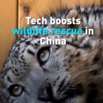AI_and_Drones_Revolutionize_Wildlife_Rescue_Efforts_Across_China video poster