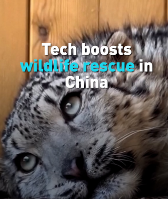 AI_and_Drones_Revolutionize_Wildlife_Rescue_Efforts_Across_China video poster