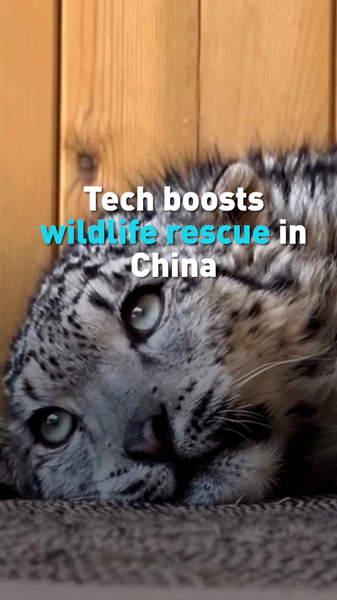 AI_and_Drones_Revolutionize_Wildlife_Rescue_Efforts_Across_China video poster