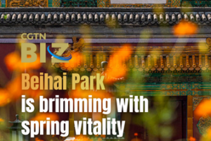 Beihai_Park_Blooms_with_Spring_Splendor_in_2026 video poster