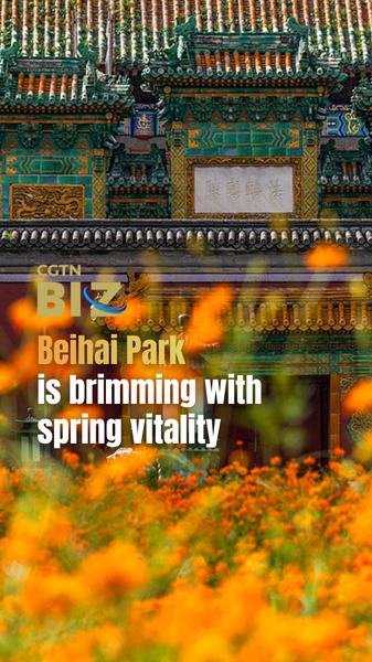 Beihai_Park_Blooms_with_Spring_Splendor_in_2026 video poster