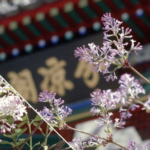 Beihai_Park_s_Lilac_Blooms_Herald_Spring_2026_in_Beijing video poster