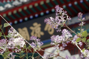 Beihai_Park_s_Lilac_Blooms_Herald_Spring_2026_in_Beijing video poster
