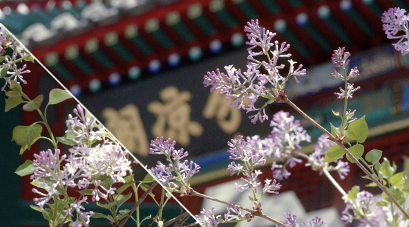 Beihai_Park_s_Lilac_Blooms_Herald_Spring_2026_in_Beijing video poster