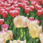 Beijing_s_National_Botanical_Garden_Unveils_Stunning_Tulip__Painting__for_Spring_2026 video poster