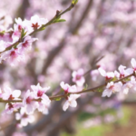Beijing_s_Pinggu_Peach_Blossom_Festival_Ushers_in_Spring_with_Cultural_Flair video poster