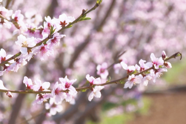 Beijing_s_Pinggu_Peach_Blossom_Festival_Ushers_in_Spring_with_Cultural_Flair video poster
