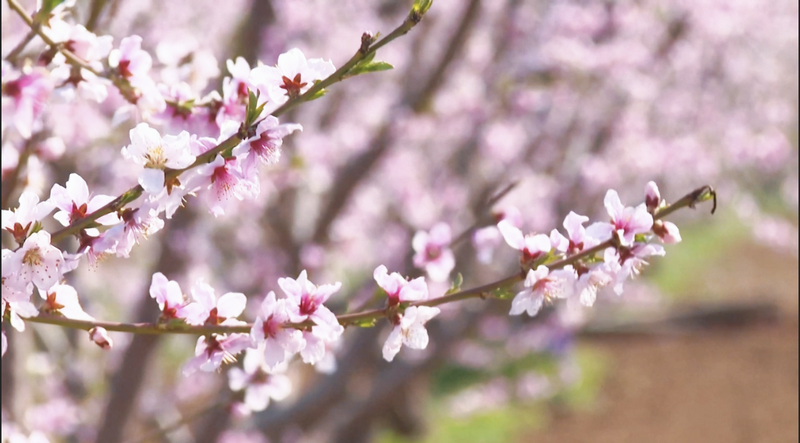 Beijing_s_Pinggu_Peach_Blossom_Festival_Ushers_in_Spring_with_Cultural_Flair video poster