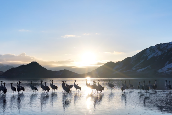 Black_Necked_Cranes_Thrive_in_Xizang_Amid_Conservation_Success video poster