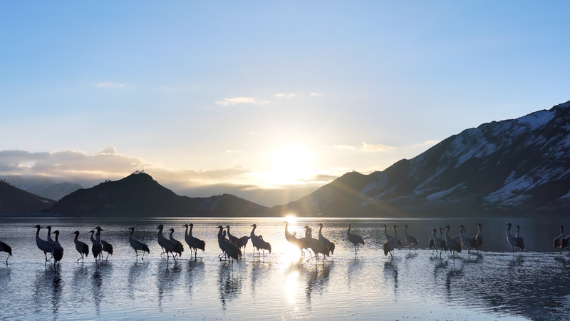 Black_Necked_Cranes_Thrive_in_Xizang_Amid_Conservation_Success video poster