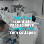 Brazilian_Scientists_Lead_Breakthrough_in_Coral_Reef_Restoration video poster