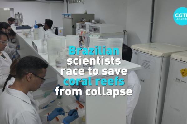 Brazilian_Scientists_Lead_Breakthrough_in_Coral_Reef_Restoration video poster