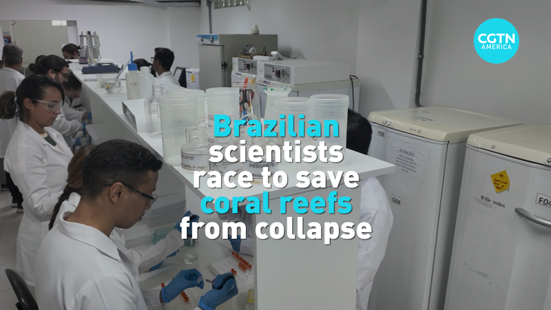 Brazilian_Scientists_Lead_Breakthrough_in_Coral_Reef_Restoration video poster