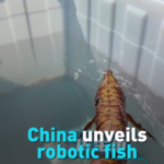 China_Deploys_Bionic_Robotic_Fish_for_Underwater_Surveillance video poster